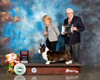 Cardigan Welsh Corgi #5 Fri G2 Judge Peggy Beisel McIllwane