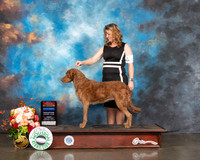 Chesapeake Bay Retriever #6 Fri BOW Judge David Haddock
