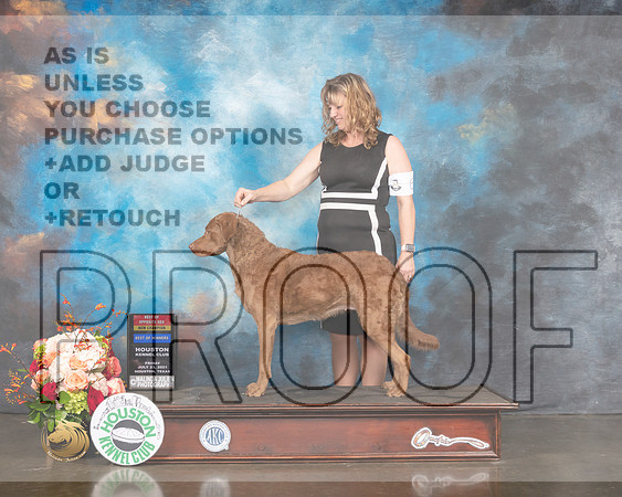 Chesapeake Bay Retriever #6 Fri BOW Judge David Haddock-MMJ_0850-HOUSTON21-HR3
