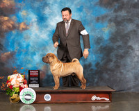 Chinese Shar Pei #5 Fri G2 Judge Randy Garren
