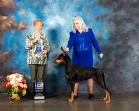 Doberman Pinscher #36 Fri BOW Judge Sherry Webster