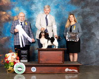 English Toy Spaniel #5 Fri Judge Ray Filburn