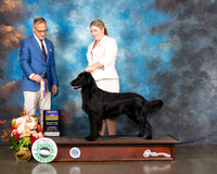 Flat Coated Retriever #12 Fri BOB Judge David Haddock