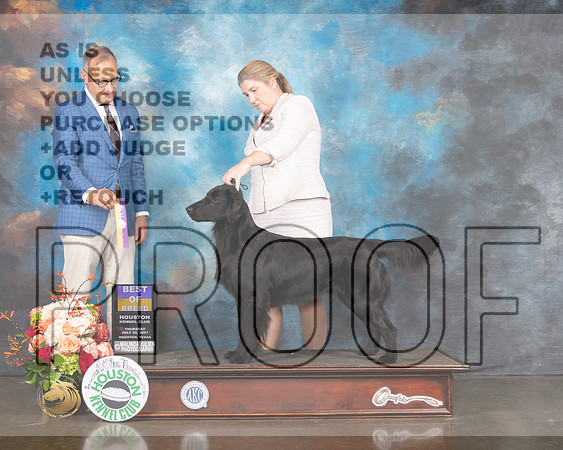 Flat Coated Retriever #12 Fri BOB Judge David Haddock-MMJ_0868-HOUSTON21-HR3