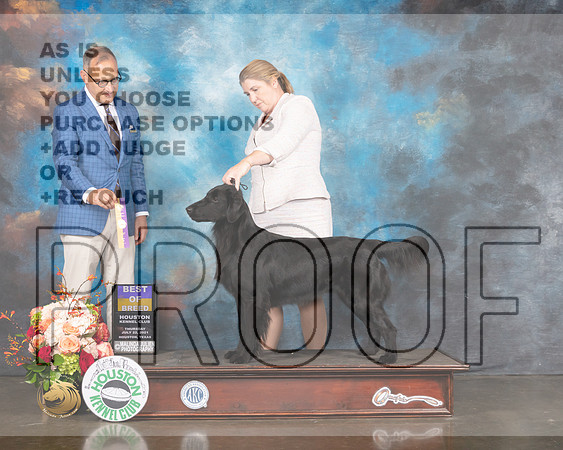 Flat Coated Retriever #12 Fri BOB Judge David Haddock-MMJ_0869-HOUSTON21-HR3