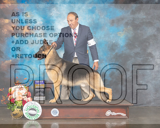 German Shepherd Dog #19 Fri BOB Judge Peggy Beisel McIllwane-MMJ_1015-HOUSTON21-HR3