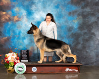German Shepherd Dog #7 Thur WB Judge Peggy Beisel McIlwane