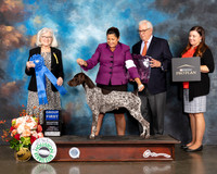 German Shorthaired Pointer #30 Thur G1 Judge Molly Martin