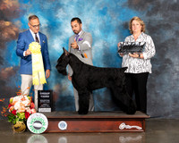 Giant Schnazuer #9 Fri G3 Judge David Haddock