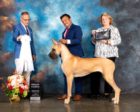 Great Dane #54 Fri G4 Judge David Haddock