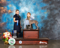 Italian Greyhound #11 Fri Judge Evalyn Gregory