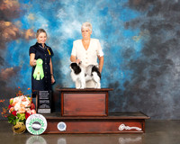 Japanese Chin #7 Fri OHG2 Judge Evalyn Gregory