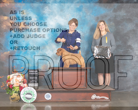 Norfolk Terrier #15 Fri G4 Judge Rosalind Kramer-MMJ_0911-HOUSTON21-HR3