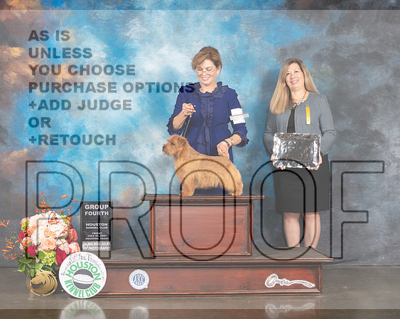 Norfolk Terrier #15 Fri G4 Judge Rosalind Kramer-MMJ_0913-HOUSTON21-HR3