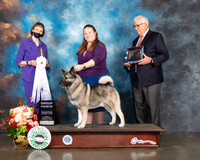 Norwegian Elkhound #5 Thur G4 Jduge Linda Scanlon