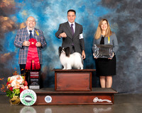 Papillon #15 Fri G2 Judge Ray Filburn