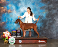 Redbone Coonhound #5 Fri BOB Judge Rosalind Kramer