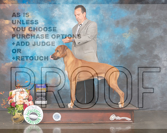 Rhodesian Ridgeback #11 Fri BOB Judge Rosalind Kramer-MMJ_1027-HOUSTON21-HR3