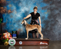 Saluki #18 Wed AOM Judge William Flynn
