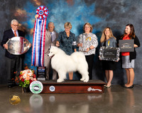 Samoyed #11 Fri BIS Judge Joe Gregory