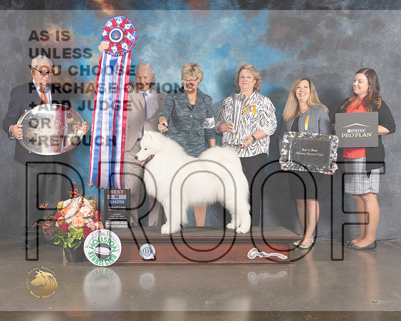 Samoyed #11 Fri BIS Judge Joe Gregory-MMJ_1070e-HOUSTON21-HR3