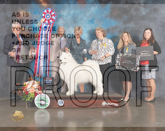Samoyed #11 Fri BIS Judge Joe Gregory-MMJ_1081e-HOUSTON21-HR3