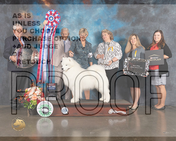 Samoyed #11 Fri BIS Judge Joe Gregory-MMJ_1084e-HOUSTON21-HR3