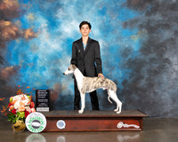 Whippet #25 Fri G1 Judge Peggy Beisel McIllwane