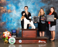 Wire Fox Terrier #7 Fri Judge Rosalind Kramer