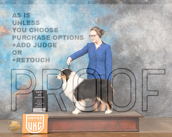 Australian Shepherd #229 Sun2 BOW Judge Katherine ShortMMJ_6189_Lngvw2022HR3