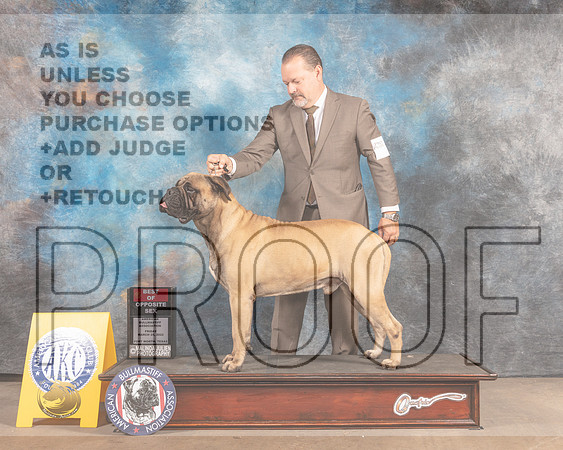 Bullmastiff #9 Fri BOS Judge Nancy Simmons-MMJ_6884-FW2022-HR3