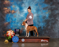American Stafforshire Terrier #18 Sat WB Major Judge Rosalind Kramer