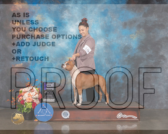 American Stafforshire Terrier #18 Sat WB Major Judge Rosalind Kramer-MMJ_0041-HOUSTON21-HR3