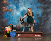 Australian Cattle Dog #11 Fri July 16 SD Judge Judith Brown SAN ANTONIO