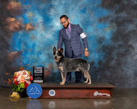 Australian Cattle Dog #9 Sat SD Judge Debbie Melgreen