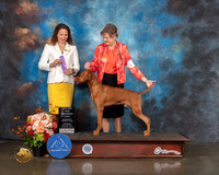 Vizsla #17 Sat WD Judge Britt Jung