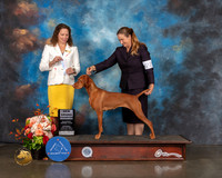 Vizsla #22 Sat SB Judge Britt Jung