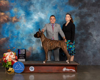Boxer #45 Sat WD NCH Major Judge Peggy Beisel