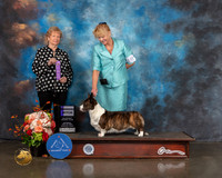 Cardigan Welsh Corgi #20 Sat WB Judge Sherry Webster