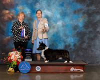Cardigan Welsh Corgi #9 Sat BOW Judge Sherry Webster