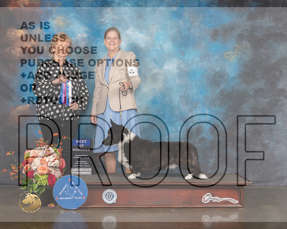 Cardigan Welsh Corgi #9 Sat BOW Judge Sherry Webster-MMJ_0103-HOUSTON21-HR3