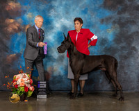 Great Dane #15 Sat WD Judge Joseph Gregory