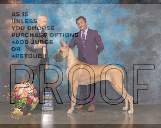 Great Dane #54 Sat BOB Judge Joseph Gregory-MMJ_0111-HOUSTON21-HR3
