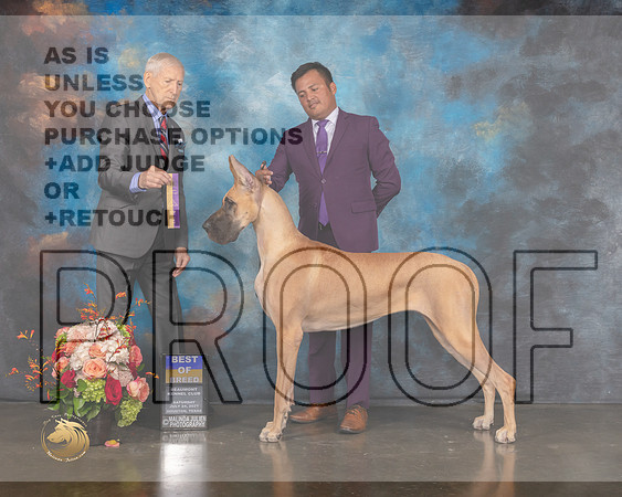 Great Dane #54 Sat BOB Judge Joseph Gregory-MMJ_0115-HOUSTON21-HR3