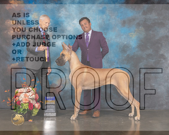 Great Dane #54 Sat BOB Judge Joseph Gregory-MMJ_0113-HOUSTON21-HR3