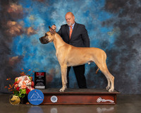 Great Dane #7 Sat BOS Judge Joseph Gregory