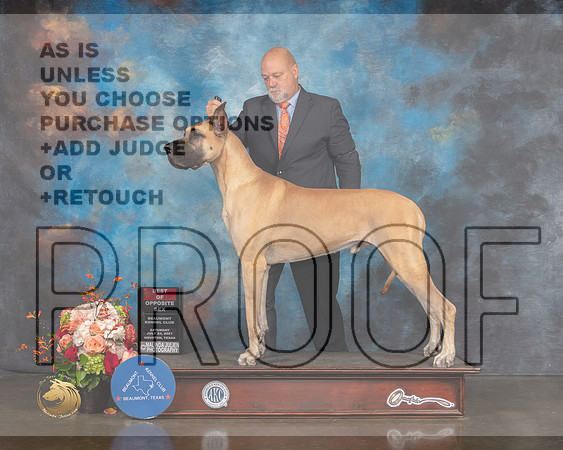 Great Dane #7 Sat BOS Judge Joseph Gregory-MMJ_0162-HOUSTON21-HR3