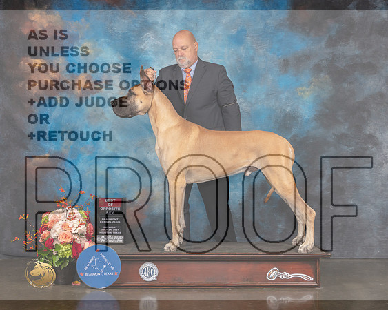 Great Dane #7 Sat BOS Judge Joseph Gregory-MMJ_0164-HOUSTON21-HR3