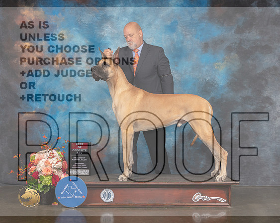 Great Dane #7 Sat BOS Judge Joseph Gregory-MMJ_0167-HOUSTON21-HR3