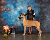 Great Dane #8 Sat WB BOW Major Judge Joseph Gregory